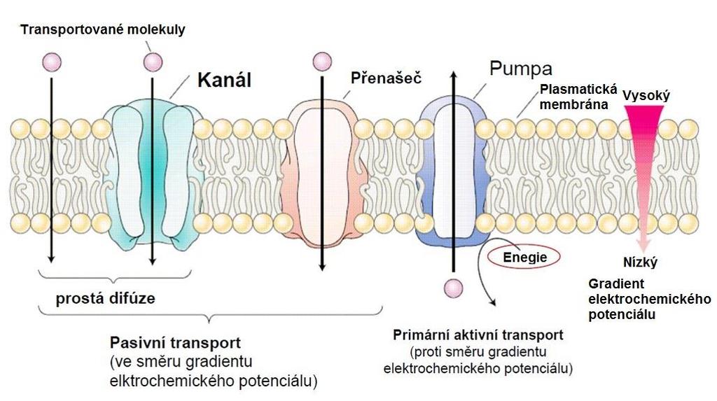 TYPY PŘÍJMU rychlost transportu kanály přenášejí 10 6 až 10 8 iontů za sekundu přenašeče přenášejí 10 3 iontů za sekundu