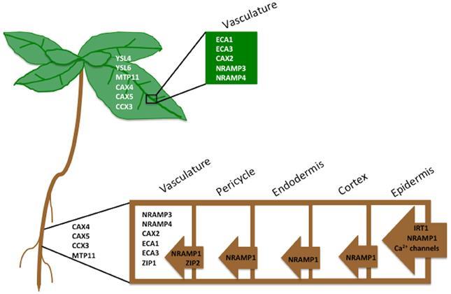 RODINA NRAMP TRANSPORTNÍCH PROTEINŮ Nacházejí se v plasmatické membráně Zapojeny do přenosu iontů nejen u rostlin, ale i zvířat, baktérií a hub Dvě třídy transportérů o celkem 5 členech Zapojeny v