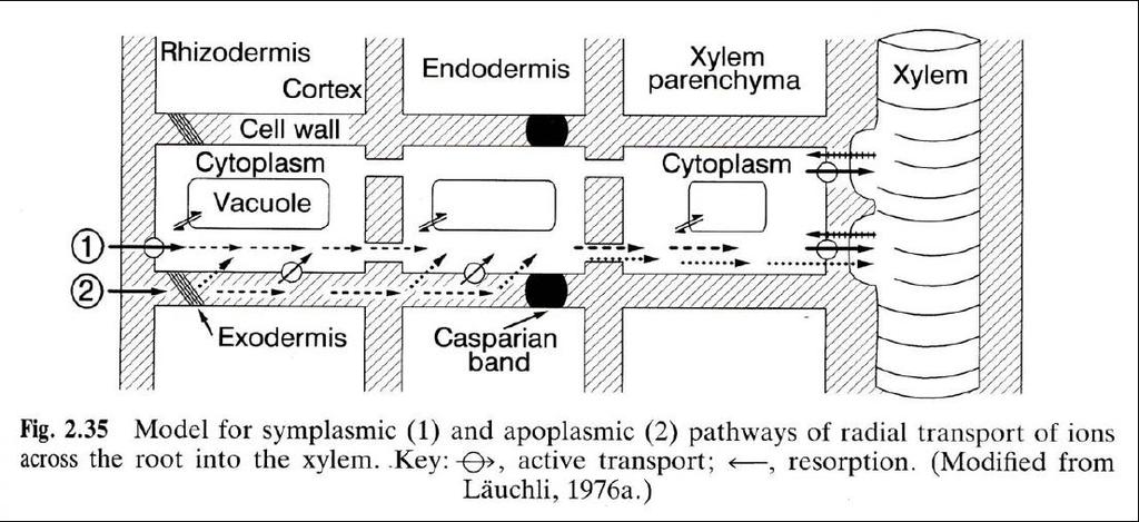 TRANSPORT LÁTEK DO XYLÉMU Dochází ke koncentrování iontů v xylému, za nimi vstupuje voda a zvyšuje se tlak,
