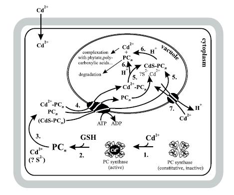 FYTOCHELATINY o (γ-glu-cys) n Gly o PC syntháza - tetramer o celkové molekulární hmotnosti 95 kda (hmotnost podjednotky je 25 kda), aktivována přítomností těžkých kovů o Iont Cd 2+ byl identifikován