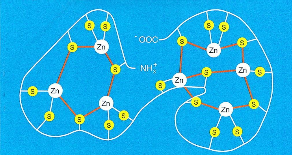 METALOTHIONEINY o o o o o o o Intracelulární, nízkomolekulární, na Cys velmi bohatý peptid (6-10 kda) Skládá se ze dvou vazebných domén α a β konformace ve tvaru činky N-terminální část