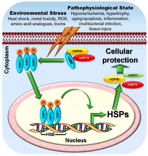 HEAT SHOCK PROTEINY o o o o o o Heat shock proteiny (HSPS) - stresové bílkoviny hrající klíčovou roli při udržování proteinové homeostázy za vnitřních a/nebo vnějších stresových podmínek.