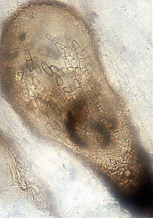 Průběh evoluce u hub znaky Morfologické a ultrastrukturní změny: bičík (flagellum) pravděpodobně znak, který během evoluce mohl opakovaně vymizet a opět se objevit - přechod z vody na souš, změna