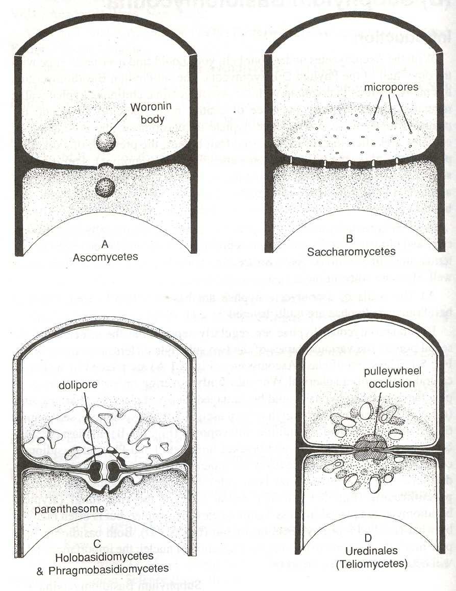 ascomycota septum Pravé septum se nachází u oddělení Ascomycota a Basidiomycota Voroninova tělíska basidiomycota Dolipor + parentozóm Slouží k oddělení jednotlivých článků hyfy (jednojaderné nebo