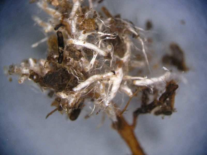 mykorhizní druhy hub Parazité rostlin obligátní nebo fakultativní,
