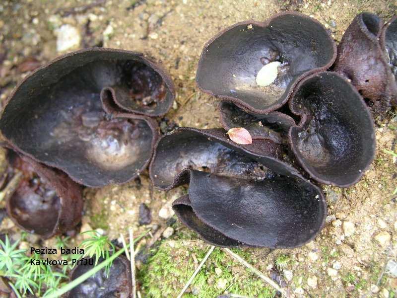 Říše: FUNGI Phylum: Basidiomycota Phylum: Ascomycota Phylum: Zygomycota Phyllum: Glomeromycota Phylum: Chytridiomycota (houbové organismy) Říše: