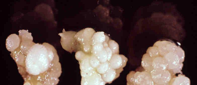 ORGANOGENEZE in vitro