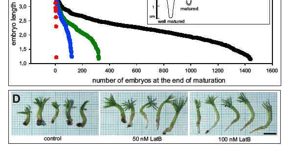 aktinového cytoskeletu v