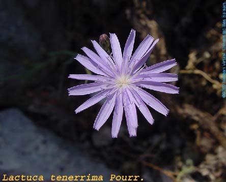 tionships in Lactuca s.l.