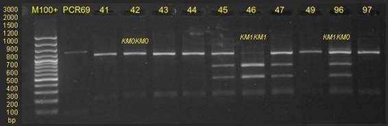 3 Stanovení genotypů chromozomální inverze ECA3 (PCR). Tab. 1 Absolutní frekvence genotypů vzhledem k fenotypu rodičů.