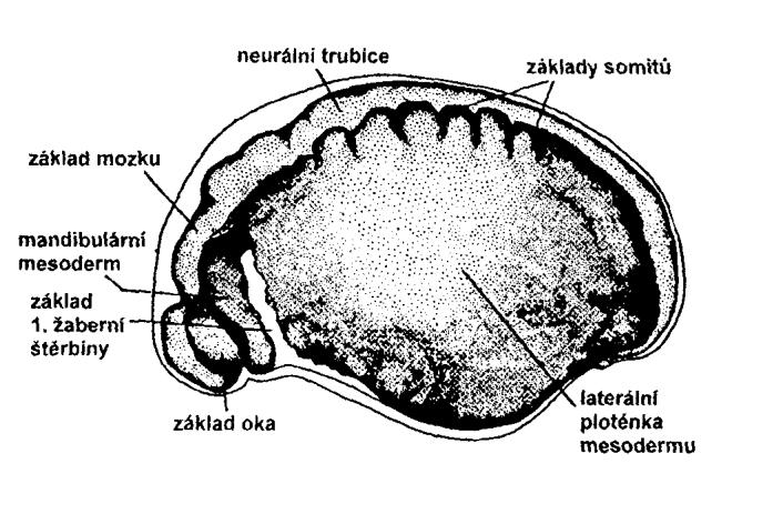 Vývoj mesodermu u obratlovců Plaz (s oligolecitálním vajíčkem) Pták (s