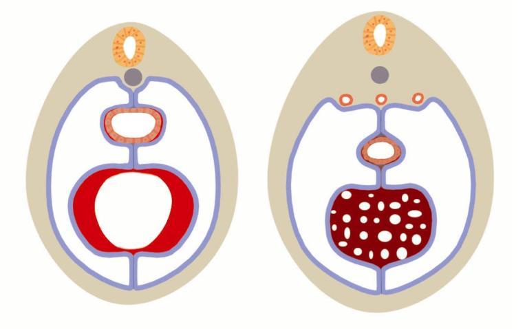 Diferenciace mesodermu a coelomu u obratlovců Vznik závěsů (mesenterií): dorzální a ventrální mesenterium dorzální a ventrální