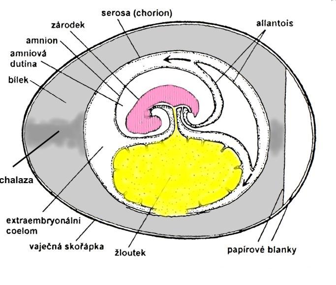 Placenta