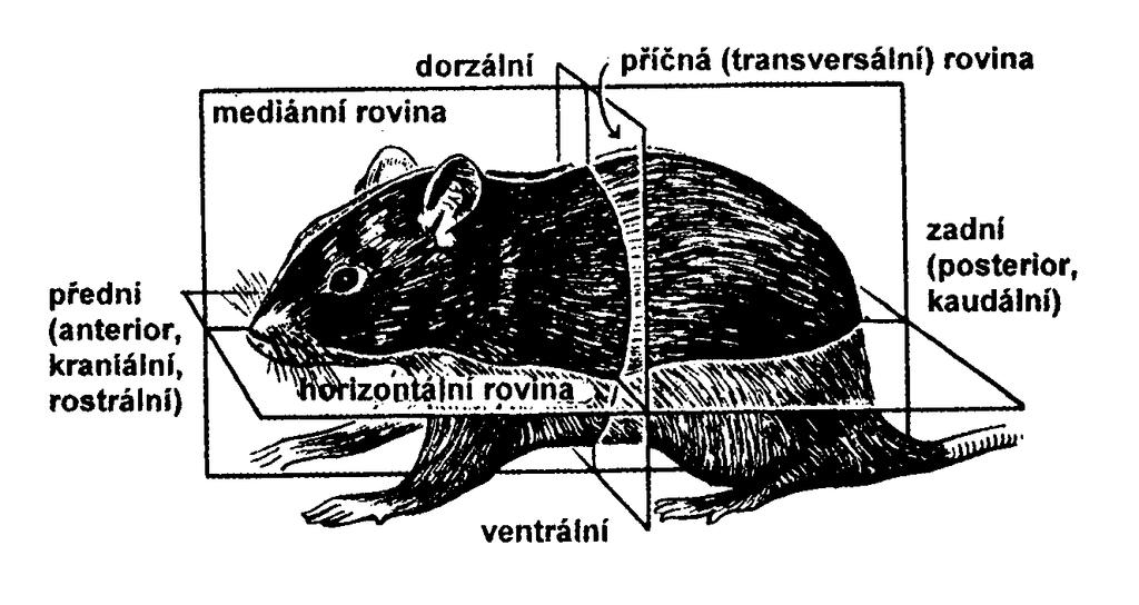 Vyznačení rovin a směrů na těle bilaterálně souměrného živočicha Radiální souměrnost žahavci, ostnokožci (pentaradiální), vymřelí vesměs přisedlí příbuzní žahavcům - konulárie (tetraradiální)