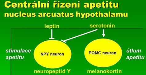 Nádorová anorexie Dysbalance mezi signály dvou druhů neuronů v nucl.