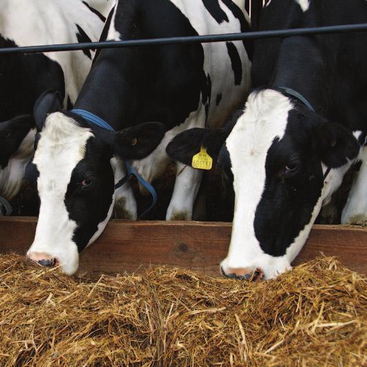 Co znamená Cut to Clamp Cut to Clamp je nová iniciativa společnosti Volac, jejíž prostřednictvím chceme dosáhnout lepší kvality siláží, kterou vnímáme jako životně důležitou část moderního farmaření.