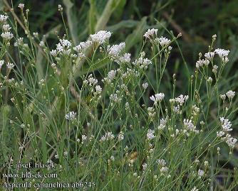 (Veronica prostrata): C4/-/C1 rozrazil Dilleniův