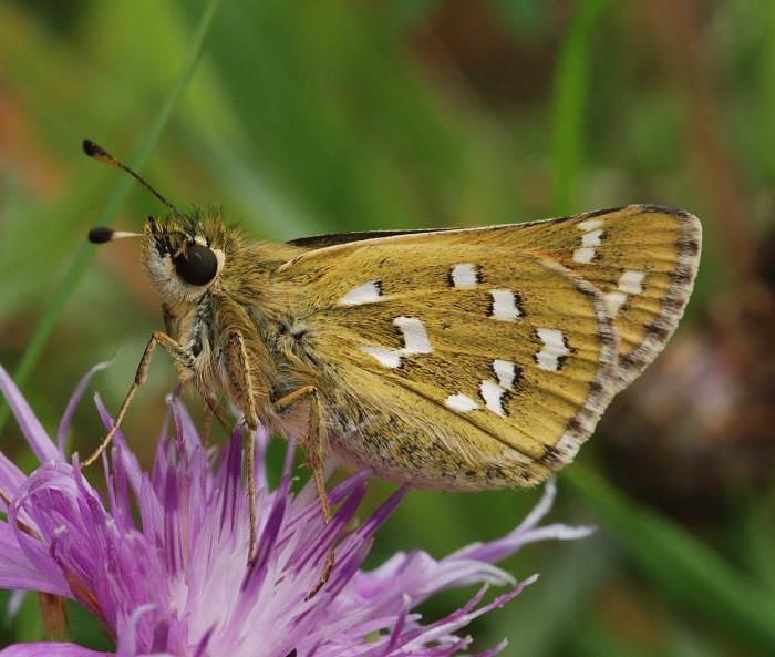 Motýli fauna denních motýlů je poměrně pestrá a pro region typická, díky