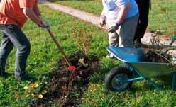 rozmnožování sazenicemi, zakořenění výhonků ve sklenici, přesazování nebo dělení pokojových rostlin, nechat vyrašit hyacinty ve sklenici, zasazení