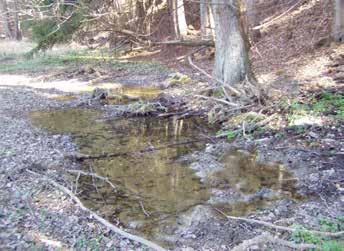 -658- Kaliště černé zvěře Na levém břehu řeky Odry nad zaústěním Podléského potoka stával další zvaný Richterův, který však byl nejen mlýnem, ale i pilou.