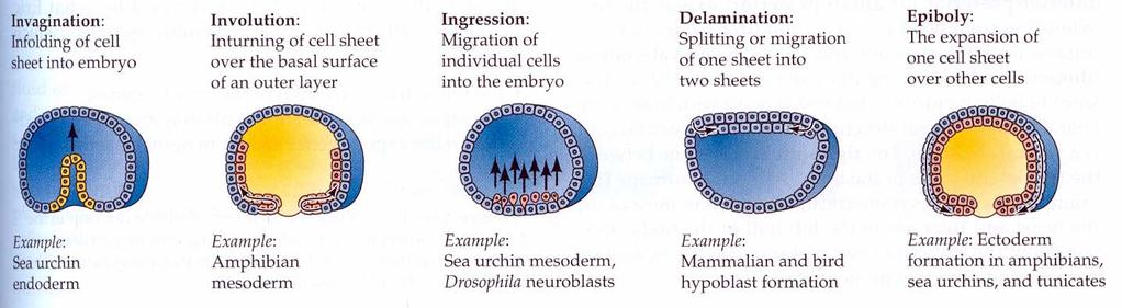 Morfogeneze -vznik tvarů vchlípení svinutí vstoupení rozštěpení