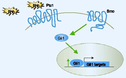 Signální dráha Hedgehog sonic hedgehog (Shh),