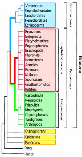 Mezidruhové rozdíly x modelové organismy přesto obecné principy, homologie a analogie. háďátko Caenorhabditis elegans octomilka Drosophila melanogaster ostnokožci Strongylocentrotus, Echinus,.