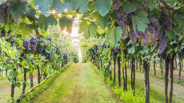 8 AKTUALITY Francouzské vinice vážně poškodily jarní mrazy a krupobití. Vína bude málo, ale bude kvalitnější Francouzské vinice vážně poškodily jarní mrazíky a krupobití.