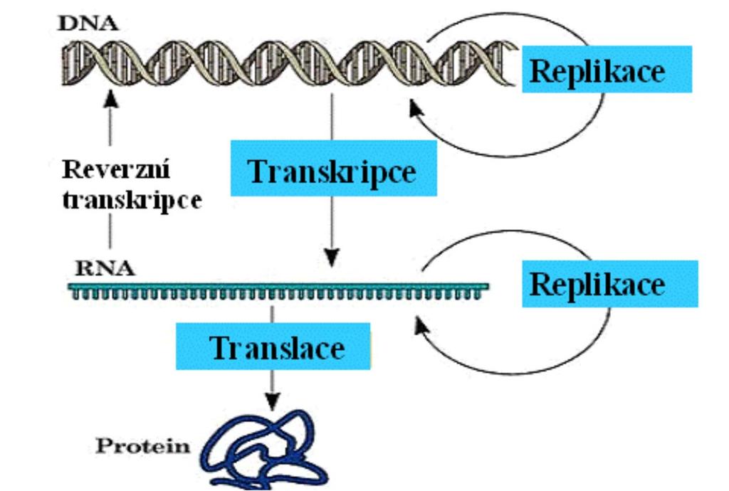 DNA nese informaci o struktuře proteinů Funkce jádra: Transkripce DNA Informace o struktuře proteinu je nejprve přepsána (transkribována) do