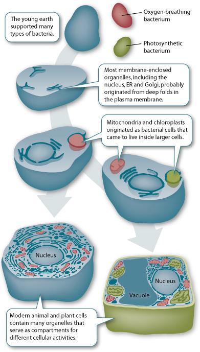 Endosymbiotické organely, plastidy a mitochondrie, jsou původem prokaryotické organismy (bakterie), které se staly součástí eukaryotických buněk První buňky na planetě zemi byly prokaryotického