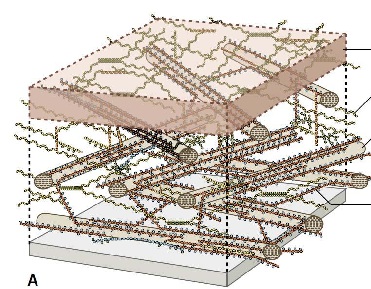 Buněčná stěna Stěna se skládá ze 3 základních polysacharidů, propojených v 3D síť: Celulózu (pevná vlákna v tahu) Hemicelulózu (větvená elastická vlákna) Pektiny (složité polysacharidy, silně