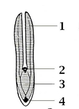 Vývoj rostliny z embrya Vlevo embryo, uprostřed klíční rostlina, vpravo mladá rostlina 1 děloha, 2 základ prýtu, 3 hypokotyl, 4 základ primárního kořene, 5 primární kořen, 6 stonkové internodium, 7