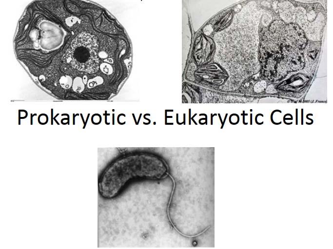 Eukaryotické buňky jsou mnohem složitější než