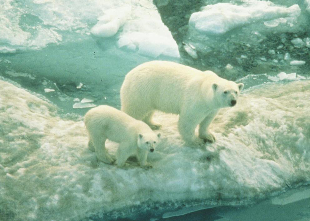 Globální změna klimatu Skleníkový jev, příčiny a důsledky jeho růstu Jak