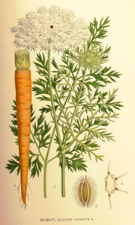 Daucus carota (mrkev obecná) Apiaceae Dvouletá bylina se silným vřetenovitým kořenem. 20-70 cm vysoká, lodyha chlupatá, rýhovaná.