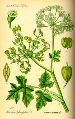 Heracleum sphondylium (bolševník obecný) Apiaceae Dvouletá nebo víceletá bylina, se silným vřetenovitým kořenem. 50-150 cm vysoká, lodyha chlupatá, rýhovaná.