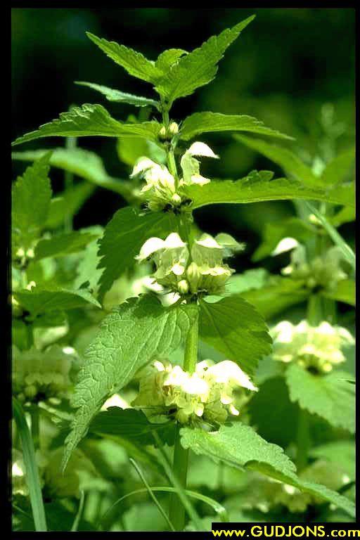 Lamium album (hluchavka bílá) Lamiaceae Vytrvalá, 20-50cm vysoká bylina s vystoupavou až přímou lodyhou.