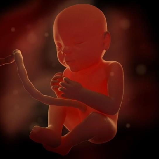Prenatální vývoj a porod Prenatální psychologie a homeopatie Leonardo na Vinci : jedna stejná duše ovládá obě těla přání matky lze znovu najít u dítěte, které v