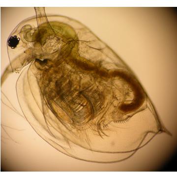 Obrázek 7: Testovací organismus - Daphnia magna. 62 Postup provedení testu Následující obrázek 8 znázorňuje postup provedení tohoto testu. 28 Obrázek 8: Postup provedení testu Daphnia magna. 28 6.1.
