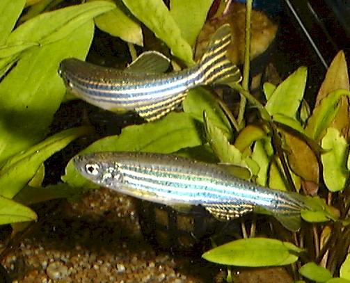 Testovací organismus Jako testovací organismus se používají Poecilia reticulata, Brachydanio rerio, Cyprinus caprio, Lepomis macrochirus, Pimephales promelas, Oryzias latipes, a Oncorhynchus mykiss.