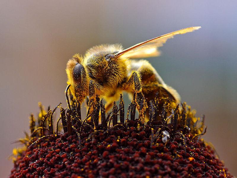 6.4.6 Orální test akutní toxicity na včele OECD 213/1998 Účel testu Test je určen pro zjištění akutní orální toxicity, kterou mohou způsobit používané pesticidy a jiné chemické látky pro včelu