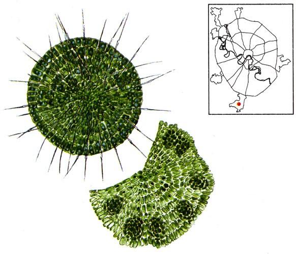 Odd.: Charophyta Třída: COLEOCHAETOPHYCEAE MESOSTIGMATOPHYCEAE Řád: