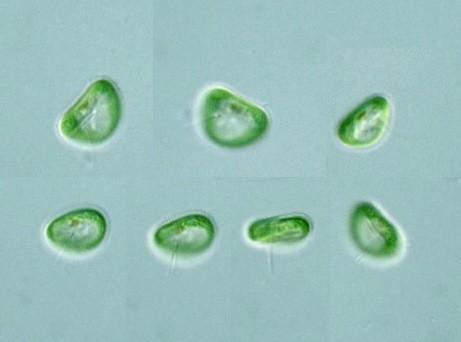 Odd.: Charophyta Třída: MESOSTIGMATOPHYCEAE MESOSTIGMATOPHYCEAE Řád: