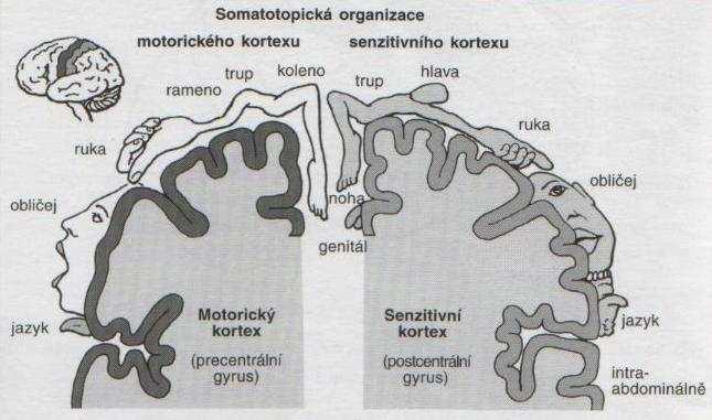 Doplňková (suplementární) motorická oblast Je uložena na mediální ploše gyrus frontalis superior a je somatotopicky organizována.