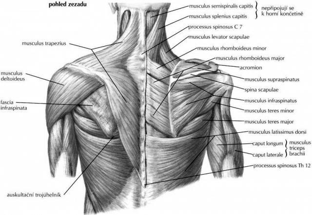 nastavuje polohu hlavice pažní kosti v glenoidální jamce, čímž dochází k tzv. centraci kloubu (Véle, 2006). Obr. č. 2 Svaly ramenního kloubu a zad (Urbanová, 2010