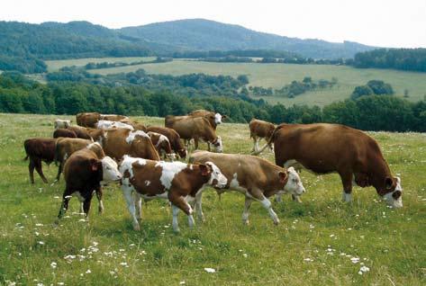 Na opatření Méně příznivé oblasti a oblasti s environmentálními omezeními bylo podáno v roce 25 celkem 9 222 žádostí o dotace v celkové výši cca 2,822 mld. Kč.