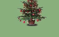 Prodej vánočních stromků a ozdobného klestu Vánoční stromky pocházejí buď přímo z lesních