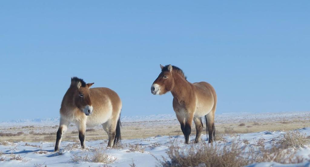 Takhis in snow plains of Gobi B. Last wild Takhi was seen in Takhiin Tal in 1968. One of the reintroduction efforts is bringing the takhis back to the site where the last one was spotted in the wild.