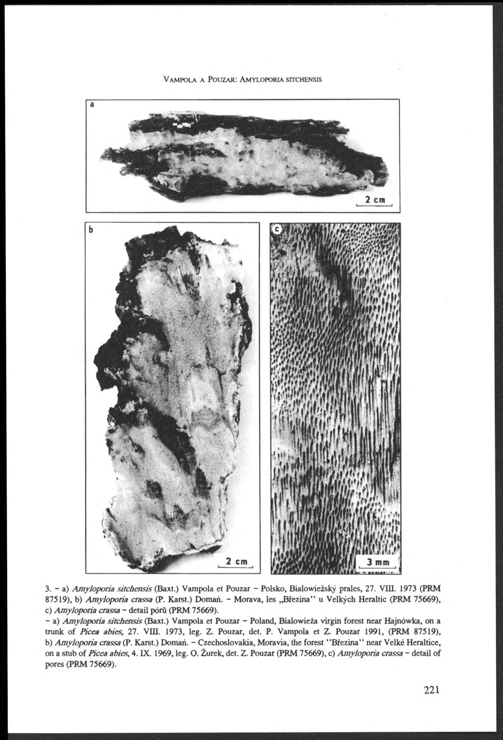 V a m p o l a a P o u z a r : A m y l o p o r ia s it c h e n s is fa \^ ^ Í o mm 2 cm f i / í ^ l K j ^ I S w ř L 3m 5 L, 3. - a) Amyloporia sitchensis (Baxt.