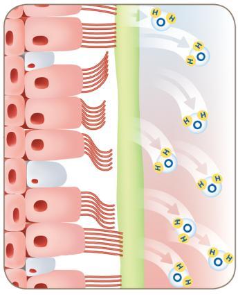 Komplikace související s pacientem na NIV Vysušování dýchacích cest Dýchací cesty jsou lemovány buňkami epitelu s řasinkami, které přenášejí hlen a cizí částice ven z plic směrem k hrdlu.